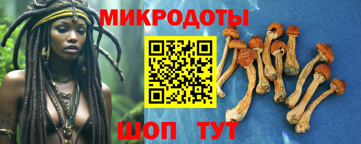 Галлюциногенные грибы Psilocybine cubensis Тюмень
